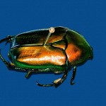 Une broche scarabee. חרק של תכשיט